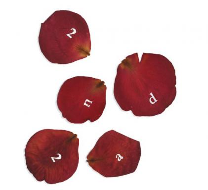 Serigrafia sobre rosas, Brígida Campbell