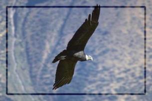 http://www.no-pest.com/AndeanCondor1.jpg