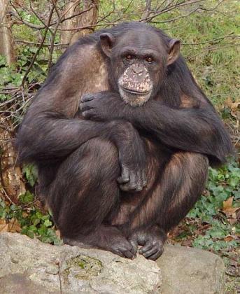 http://commons.wikimedia.org/wiki/Image:MattiParkkonen_chimpanze1.jpg