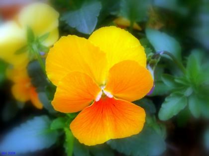 Maria Helena Oliveira