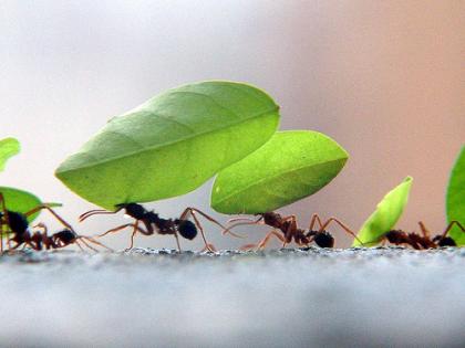 Por que as formigas andam uma atrás da outra em fila indiana?