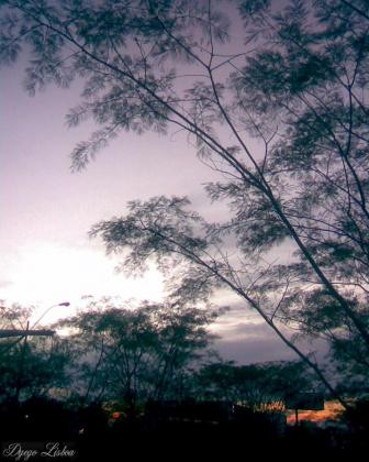 Laços Serenos (Dyego Lisboa)