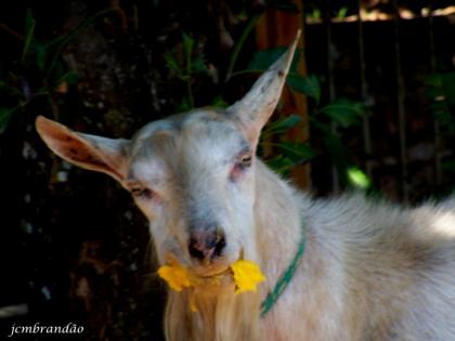 José Carlos Mendes Brandão