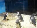 Tanque dos Pinguins: imagine que frio lÃ¡ dentro