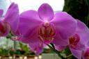 E essa, então, maravilha de orquídea cor de maravilha linda feito o belo em flor