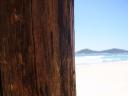 Em foco o tronco, ao fundo, desfocada, a Ilha do Campeche, homônima à praia
