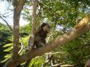 Macaquinho 