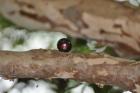 Jabuticaba solitária - Uma exceção nos pés carregados