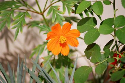 PAULO ROBERTO ALEIXO