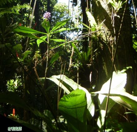 Dr, Reinaldo Lamenza. Veterinário. Artista Plástico. Poeta e Romancista.