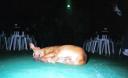 ESTRANHO! • Sono muito pesado para um simples cachorro