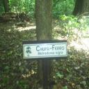 Árvore Chupa - Ferro