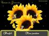 girassol