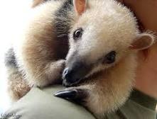 Kellyn Vieira