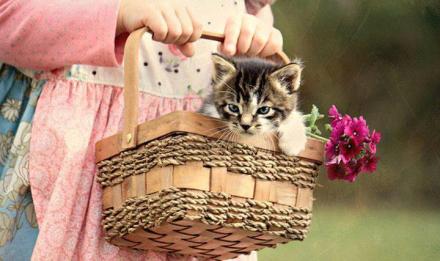 Kat Gb