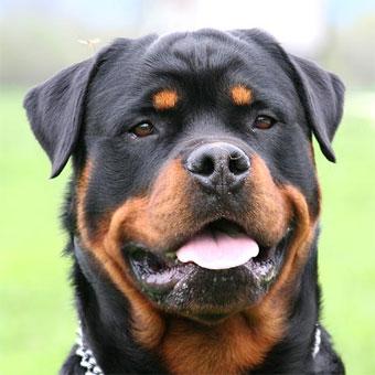 Rottweiler