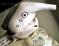 Duke Orleans