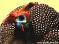 Galinha do mato sulista  / http://sd.weblog.com.pt