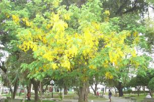 As flores de acácia são velhas conhecidas dos poetas herméticos