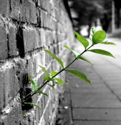 http://luradoslivros.files.wordpress.com/2009/01/pizdaus_plantinha_muro1.jpg