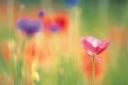 Cores...