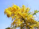 A primavera cobre os campos no Tocantins 